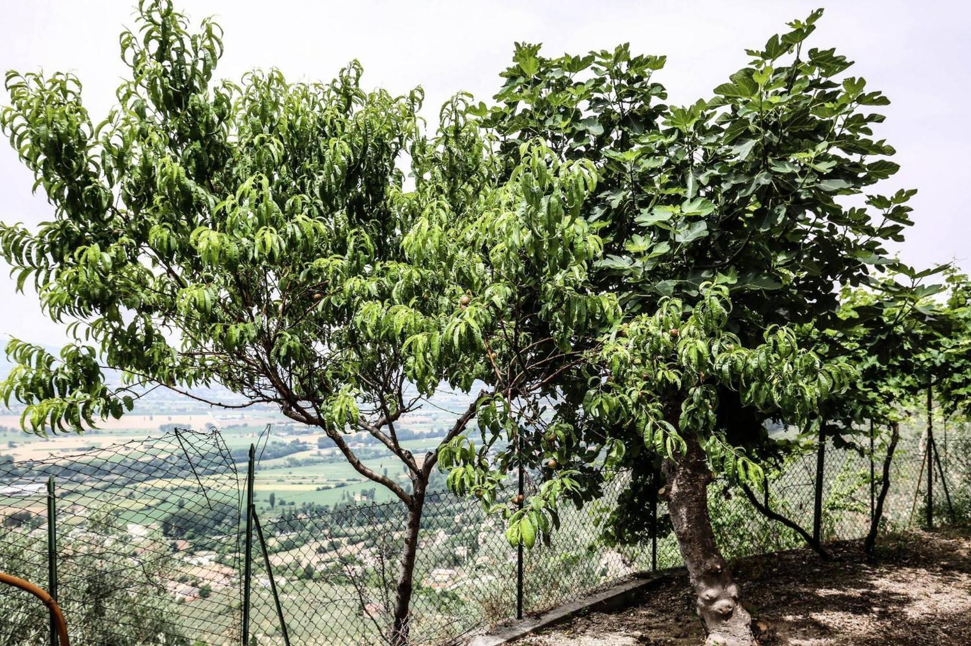 Villa Rurale Nei Pressi Castello Campello sul Clitunno Zewnętrze zdjęcie